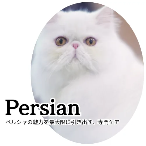 Persian専用シャンプーの商品画像