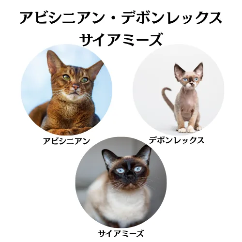 アビシニアン・デボンレックス・サイアミーズ専用シャンプーの商品画像