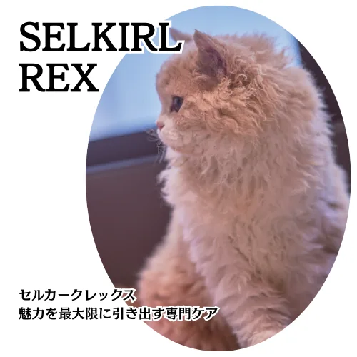 Selkirk Rex専用シャンプーの商品画像