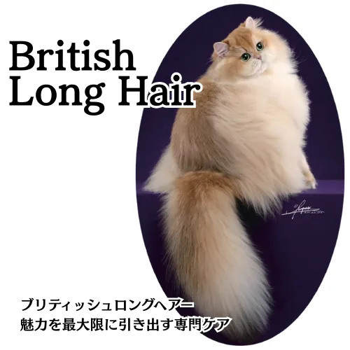 British Long Hair専用シャンプーの商品画像