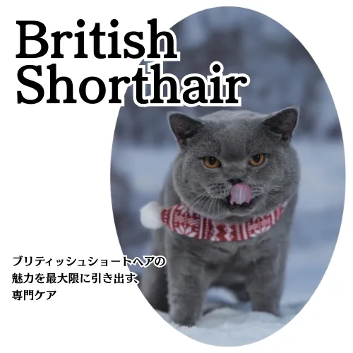 British Shorthairs専用シャンプーの商品画像